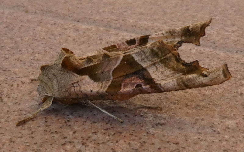 Phlogophora meticulosa - Noctuidae